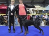 doberman