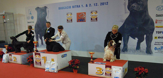 duo cacib nitra dec 2012