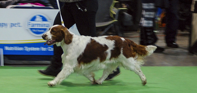 FEHOVA – Winter dog show Budapest 2014