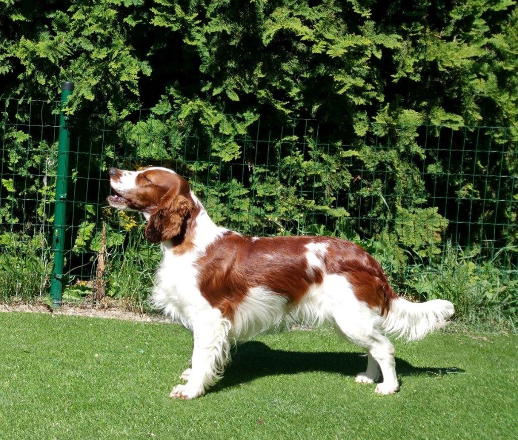 Ashley Jankina záhrada