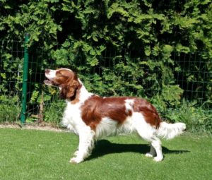 Ashley Jankina záhrada