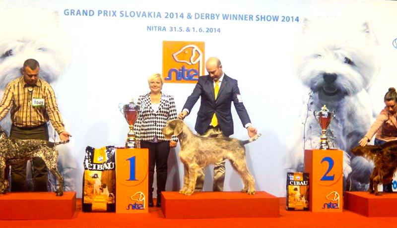 Judging Nitra Cacib 2014