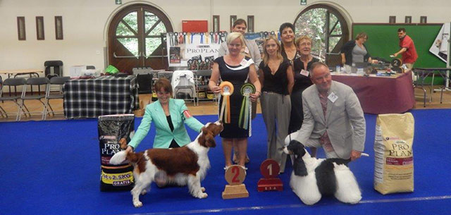 Spaniels International dog show