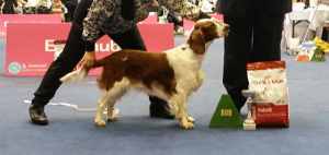 Club show Tulln 2014