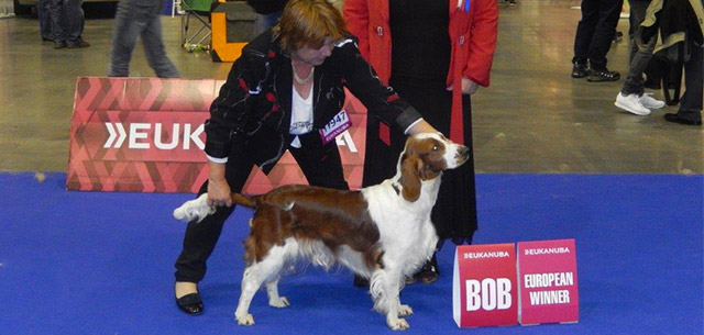 Euro dog show Brno 2014