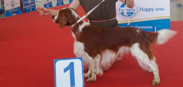 Aristo Jankina zahrada Expo dog Nitra 2015