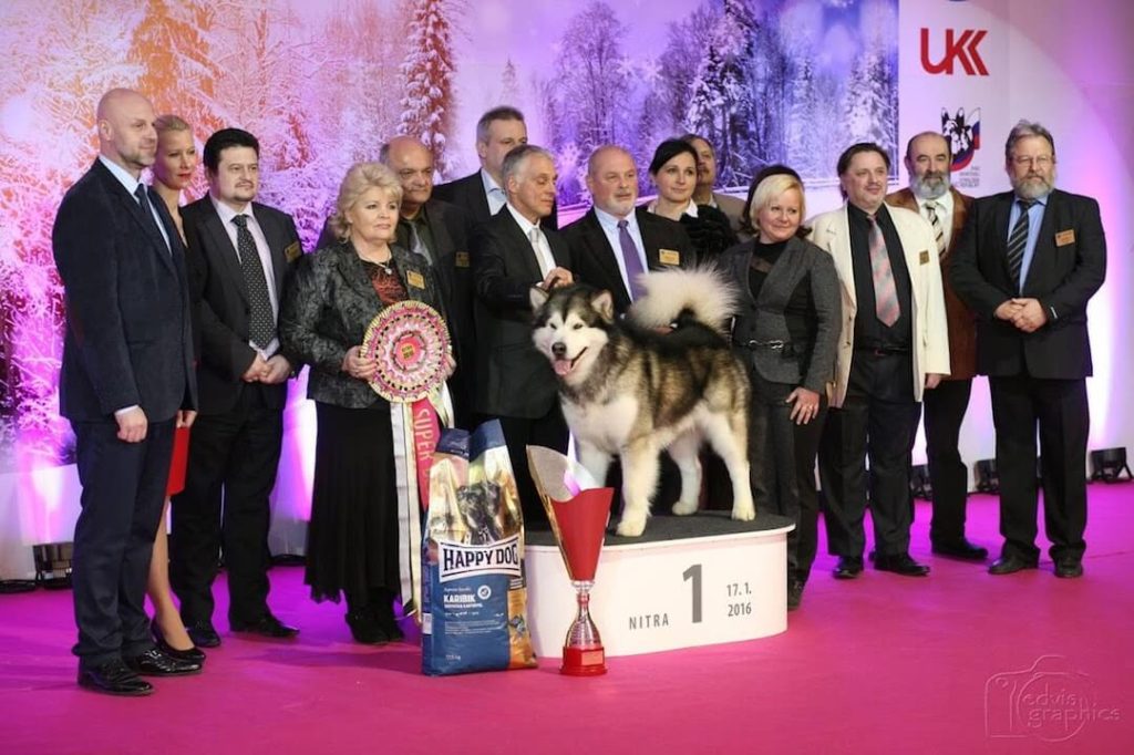 16.1.2016 New Year Show - 17.1.2016 Winter Show