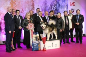 16.1.2016 New Year Show - 17.1.2016 Winter Show