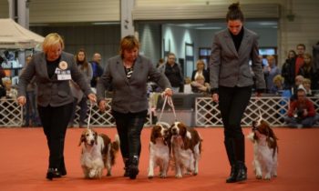 FeHoVa Winner Dog Show 2016