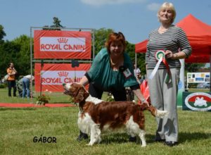 STE Klubová výstava španielov 2016 Gödöllő/H