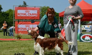 STE Spaniel’s Club Show 2016 Gödöllő/H