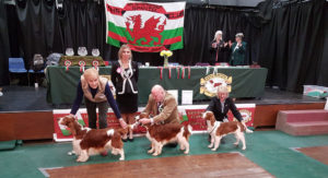 best puppy dog BEN Jankina zahrada