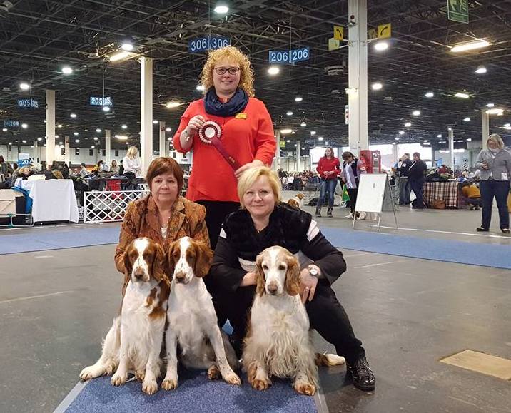 Jankina zahrada Welsh springel spaniel