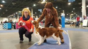 Jankina zahrada Welsh springel spaniel