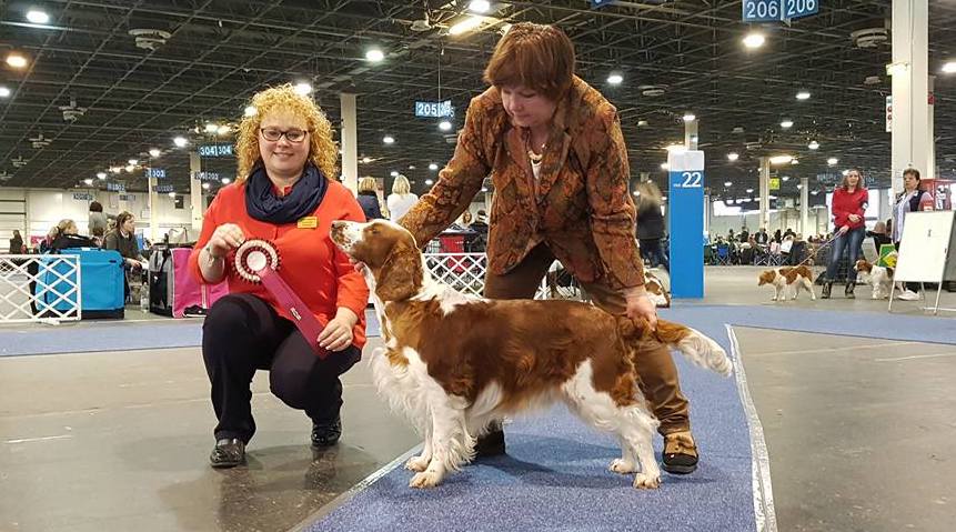 Jankina zahrada Welsh springel spaniel