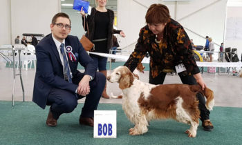 National Dog Show Bratislava 2017