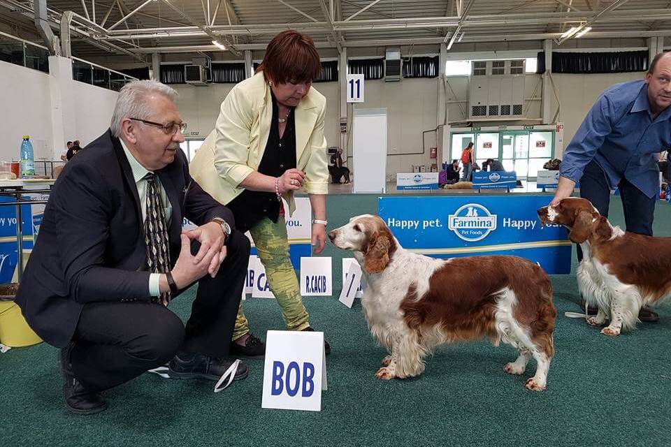 2.4.2017 Bratislava DANUBE DUO CACIB Crufts qualification 2018