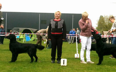 Judging  Belgian retriever club