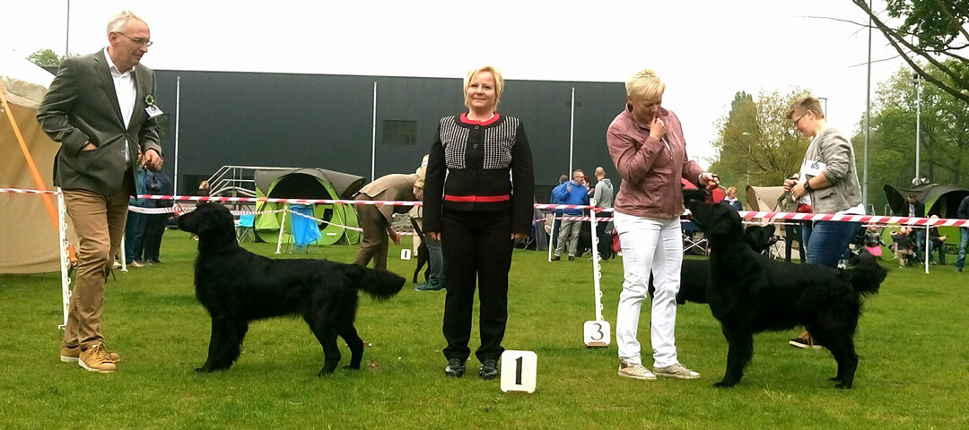 7.5.2017 – Belgian retriever club – Turnhout