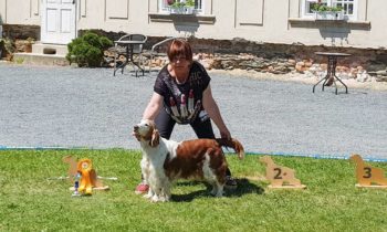 Special Spaniels Show