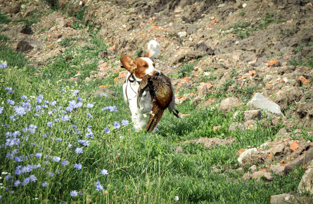 Autumn's exams small breeds - Tomášov