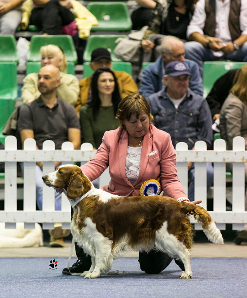 ZARA Jankina záhrada - V1, CAC, CACIB, BUNDESIEGER 2017, BOB