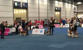 World Dog Show Leipzig 2017