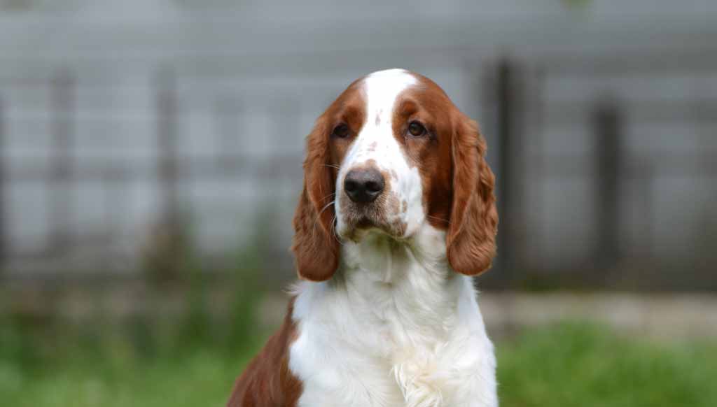 BOBA Jankina zahrada PRA+ cataracta negat