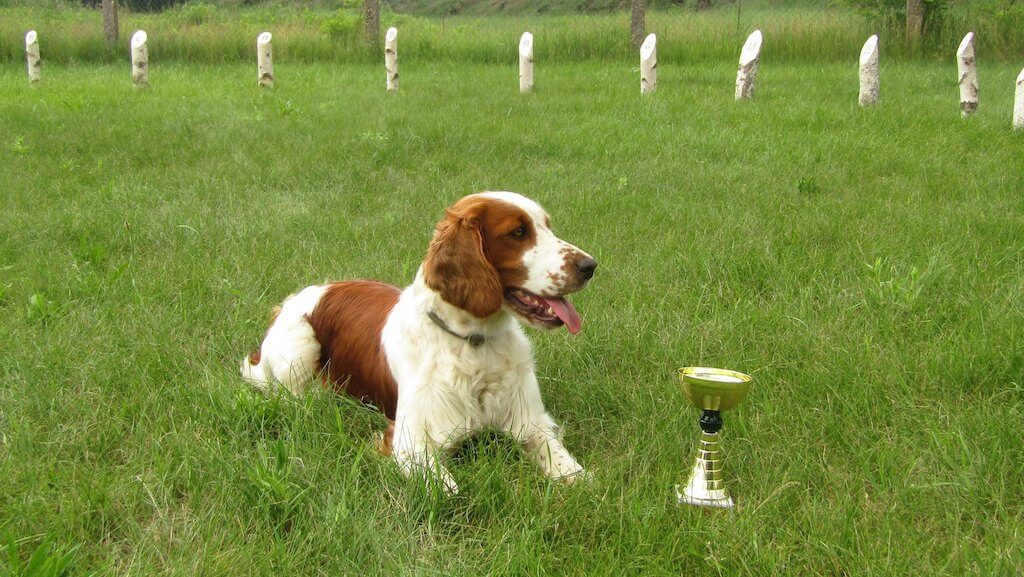 26.5.2018 Láb - Farbiarske skúšky malých plemien. Baja Jankina záhrada - 1. cena, Víťaz skúšok