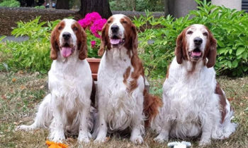 Special Dog show for spaniels and water dogs