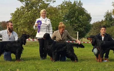 Judging Club Show pointer and seter