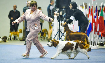 URŠULA Jankina zahrada Austria Veteran Champion