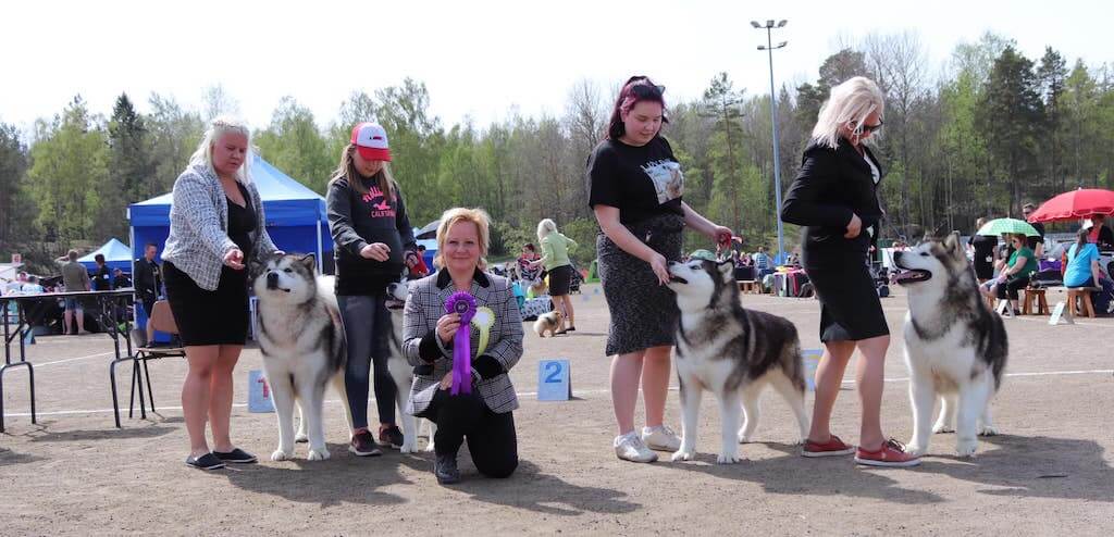 Rauma, Findland All Breed show 19.5.2019 (over 1500 dogs entered)!