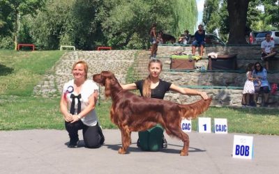 Specialty Show pointer and setter