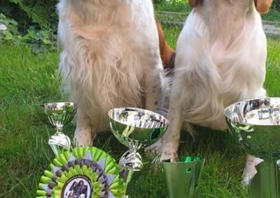 14.09.2019  VIENNA SPANIEL SHOW – Schloss Wolkersdorf