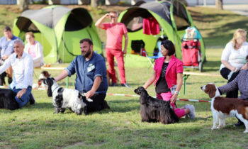 Vienna Spaniel Show 2019