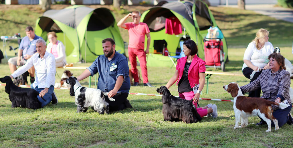 14.09.2019 VIENNA SPANIEL SHOW – Schloss Wolkersdorf