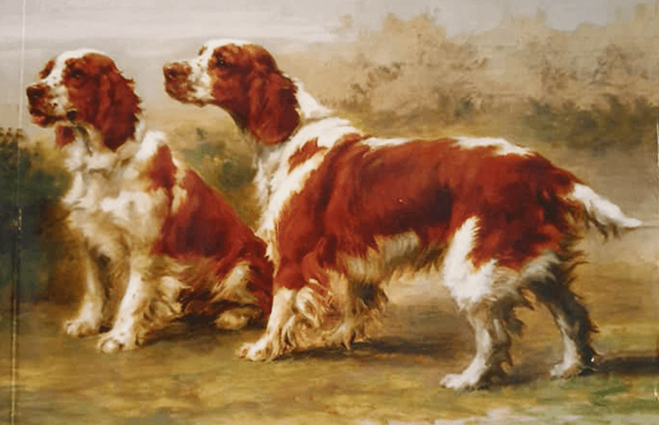 prezentácia do Welsh Springer Spaniel Year Book v Anglicku.