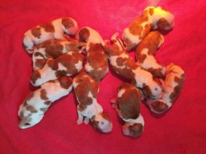 Šteniatka narodené 16.5.2021