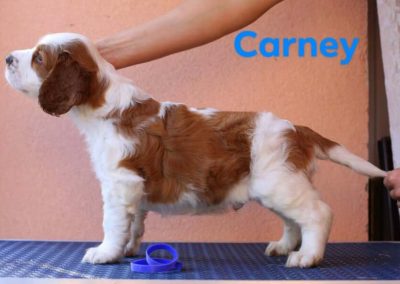 Carney Jankina záhrada