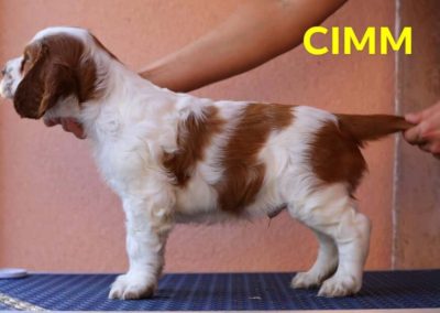 Cimm Jankina záhrada