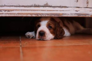 vrh C Jankina záhrada