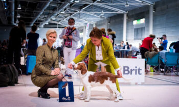 World Dog Show Brno/CZ