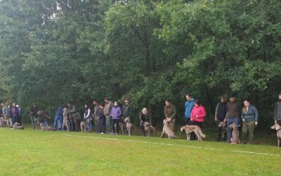 Assessment of Weimaraner breeders