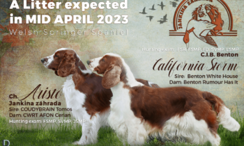 Puppies expected