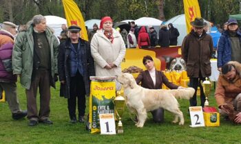 Szent Hubertus Hunting Dog Show