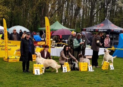 Moje posudzovanie Szent Hubertus Hunting Dog Show CAC KAPOSVÁR/HU 8.4.2023