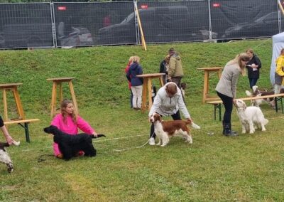 05.08.2023 Vienna Spaniel Show 2023