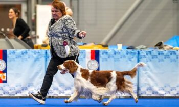 Brno National dog show