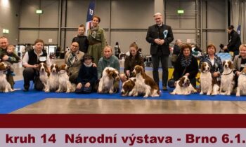 National dog show Brno 2024